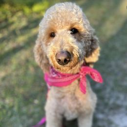 Aussiedoodles from C3pups