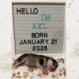 Axl - Black and white male Pomsky puppy in Marshall, Minnesota from Miles of Smiles Pomskies