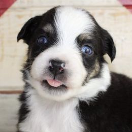 Aussiedoodles, Miniature Australian Shepherds, Poodles, and Toy Australian Shepherds from Blasted River Aussies and Poodles
