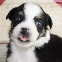 Aussiedoodles, Miniature Australian Shepherds, Poodles, and Toy Australian Shepherds from Blasted River Aussies and Poodles