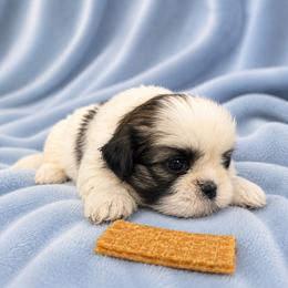 Puppy 1 - Black and white male Shih Tzu puppy in Downey, California from Cali shih tzu