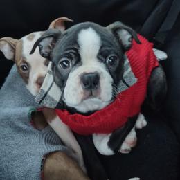 Boston Terrier and French Bulldog Puppies from Reds Studio