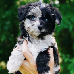 Mary - Blue merle female Aussiedoodle puppy in Michigan from Kingsden Aussies and doodles