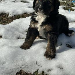 Brown - male Bernedoodle puppy in Delton, Michigan from Rocky Top Acres