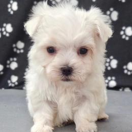 Luca - White male Maltese puppy in Monticello, Iowa from Ashley’s Puppies