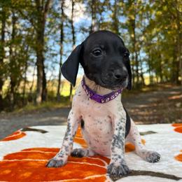 Jasmine - Black and white female German Shorthaired Pointer puppy in Dugspur, Virginia from Pilgrims Trails Shorthairs