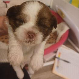 Boy 1 - Liver and white Shih Tzu puppy in Cook County, Illinois from My Tzu Crew