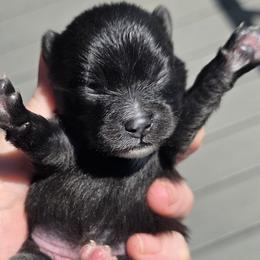 Dolores - Black female Pomeranian puppy in Hooksett, New Hampshire from Granite State Pomeranians