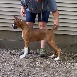 Fawn Female - Fawn female Boxer puppy in Butler, Pennsylvania from Schaible's Boxer Huddle