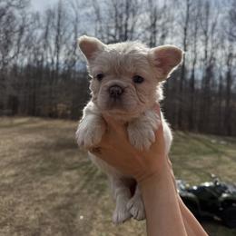 French Bulldog Puppies from Rae Ceja