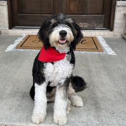 Maggie - Bernedoodle
