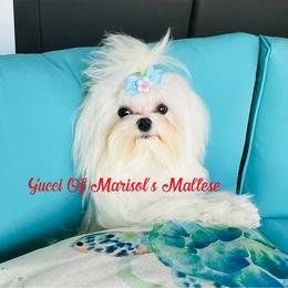 Gucci - Maltese