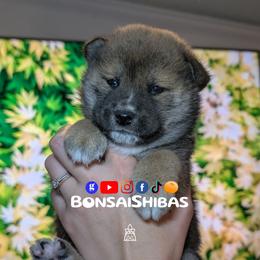 TAIGA - Red male Shiba Inu puppy in Minnesota from BonsaiShibas