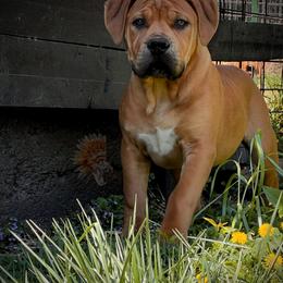 KUSHINA - Red female Boerboel puppy in Pennsylvania from Cold River Boerboels