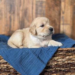 Reba - Golden female Golden Retriever puppy in Fruitland, Idaho from Bethel Retrievers