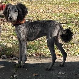 Zeek - Silver male Goldendoodle puppy in Centralia, Missouri from Oodles Of Doodles Mo.