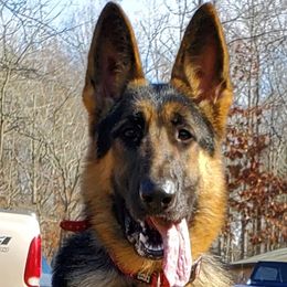 Faith - German Shepherd
