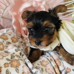 Yorkshire Terrier Puppies from Tails of Grace