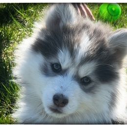 Pomsky Puppies from Foxfire Arctic Spitz