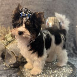 CJ - Cash Junior - Black tan and white male Biewer Terrier puppy in Rocklin, California from Precious Jewels Biewer Terriers
