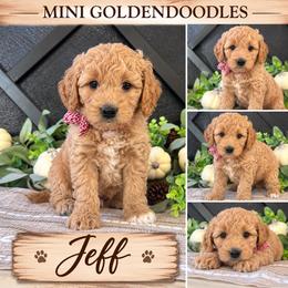 Jeff - Red  male Goldendoodle puppy in St Anthony, Idaho from Diamond H Puppies