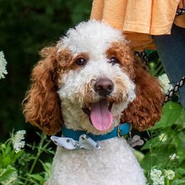 Albi - Goldendoodle
