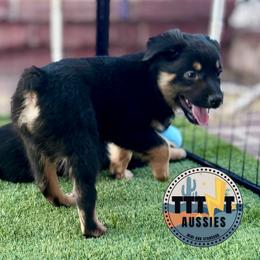 Slick - Black tri-color male Australian Shepherd puppy in Tucson, Arizona from TTTNT Aussies