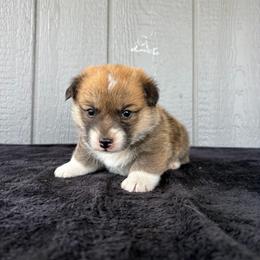 Dean - Red male Pembroke Welsh Corgi puppy in Mc Cammon, Idaho from Sunny J Corgis and Mini Americans
