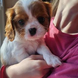 Blenheim girl - Blenheim female Cavalier King Charles Spaniel puppy in Castorland, New York from Faithful Friends Cavaliers
