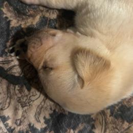 Boy 2 - Yellow male Labrador Retriever puppy in Centreville, Maryland from Barbihaus Kennels