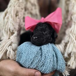Teapot - Black female Poodle puppy in Springfield, Oregon from Valaurah Farms