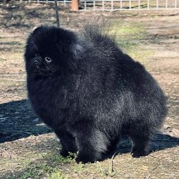 CJ - Pomeranian