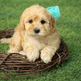 Green boy - Cream male Australian Labradoodle puppy in Anderson, California from Shaggy Doodles