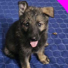 Dalia---(Dark pink) - Sable female German Shepherd puppy in Florence, Alabama from Penley Shepherds