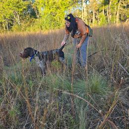 August - Liver and white male German Wirehaired Pointer puppy in Rockingham, North Carolina from Fleetwood German Wirehaired Pointers