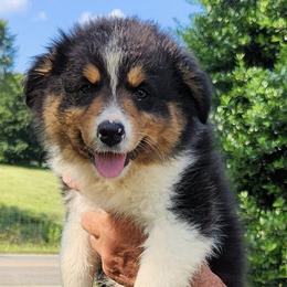 Australian Shepherds from Mimi's Aussie