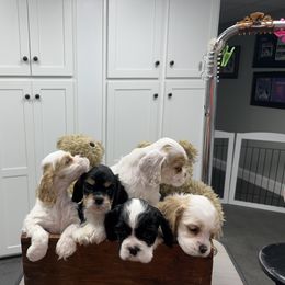 Cocker Spaniel Puppies from Dalin Cockers