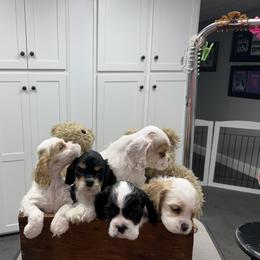 Cocker Spaniel Puppies from Dalin Cockers
