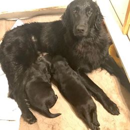 American Hairless Terrier and Flat-Coated Retriever Puppies from Rensai Kennels