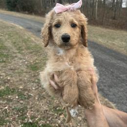 Sprinkles - Apricot female Goldendoodle puppy in Taylorsville, North Carolina from Doggone Dixie Doodles