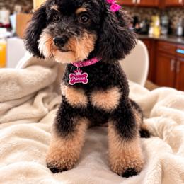 Sparkle - Poodle