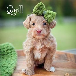 Quill - Apricot female Goldendoodle puppy in Cleveland, Tennessee from Edgewater Doodles & Designer Pups