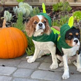 Cavalier King Charles Spaniels from King Cavalier Cuties