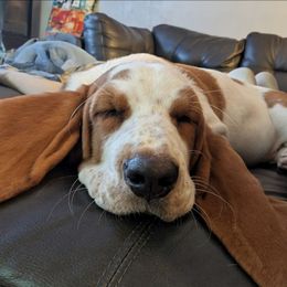 Gracie - Basset Hound