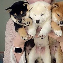 Shiba Inu Puppies from Diwasou