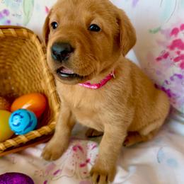 Pink collar - Yellow female Labrador Retriever puppy in South Dakota from S&S Kennels LLC