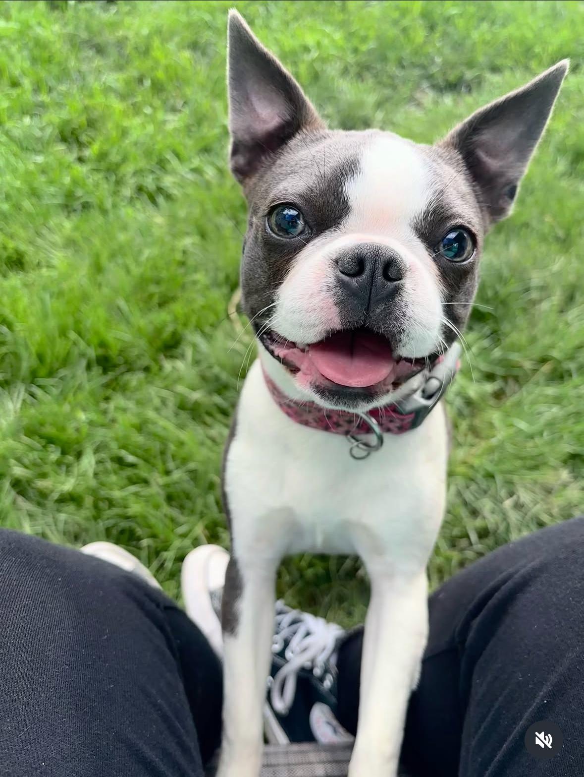 Daisy
