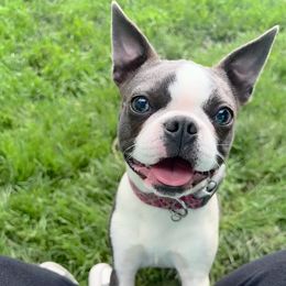 Daisy - Boston Terrier
