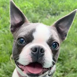 Daisy - Boston Terrier