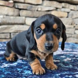 Tilly - Black and tan female Dachshund puppy in Signal Mountain, Tennessee from Hot Diggity Doxens